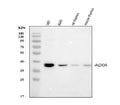Anti-Aldolase/ALDOA Antibody Picoband®
