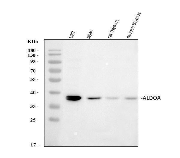Anti-Aldolase/ALDOA Antibody Picoband®