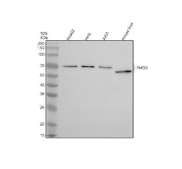 Anti-Fibromodulin/FMOD Antibody Picoband®