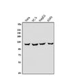 Anti-OAS3 Antibody Picoband®