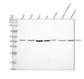 Anti-NOXO1 Antibody Picoband®