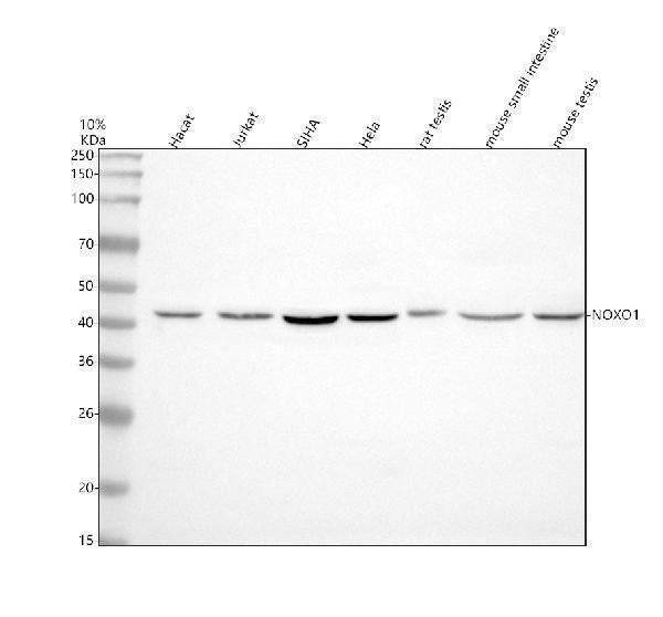 Anti-NOXO1 Antibody Picoband®