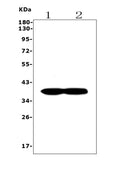 Anti-Synaptophysin/SYP Picoband® Antibody