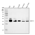 Anti-Musashi 1/Msi1 Antibody Picoband®