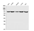 Anti-CD168/HMMR Picoband® Antibody
