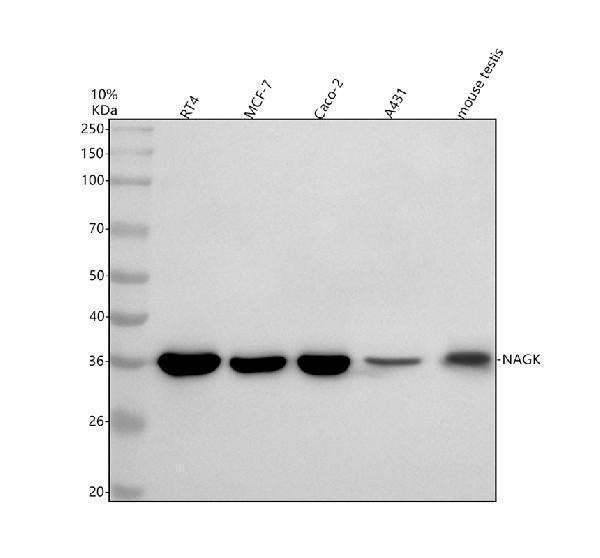 Anti-NAGK Antibody Picoband®