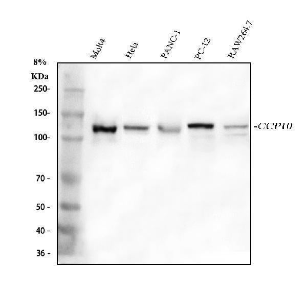 Anti-CP110/CCP110 Antibody Picoband®