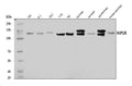 Anti-HIP1R Antibody Picoband®