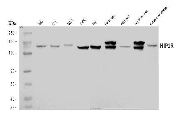 Anti-HIP1R Antibody Picoband®