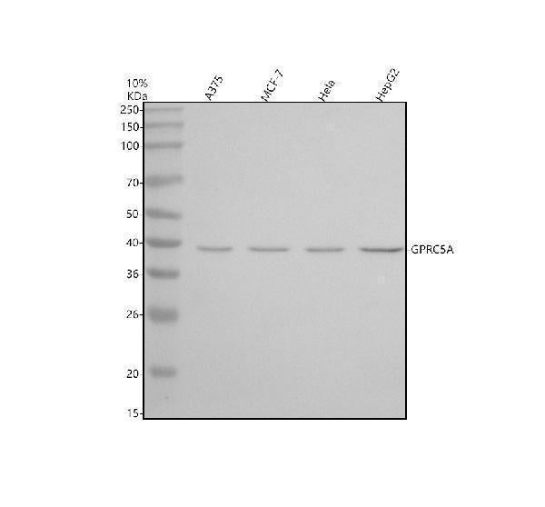 Anti-RAI3/GPRC5A Antibody Picoband®