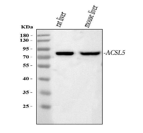 Anti-ACSL5 Antibody Picoband®
