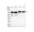 Anti-ACSL5 Antibody Picoband®