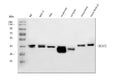 Anti-BCAT1 Antibody Picoband®