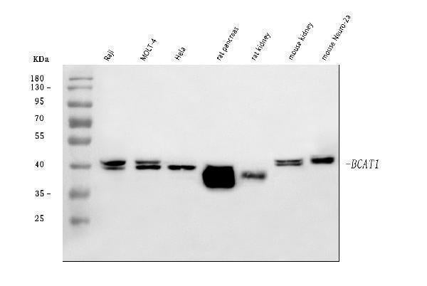 Anti-BCAT1 Antibody Picoband®