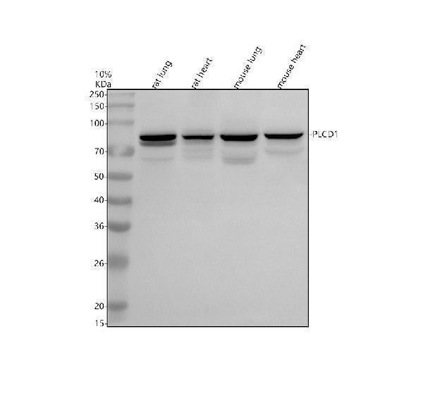 Anti-PLCD1 Antibody Picoband®