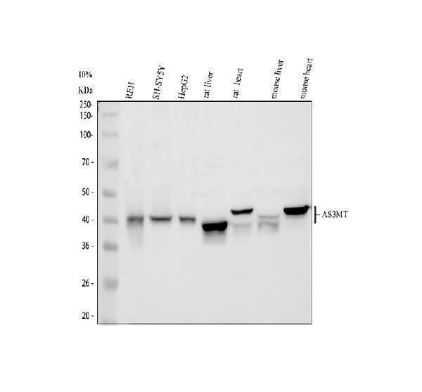 Anti-Cyt 19/As3mt Antibody Picoband®