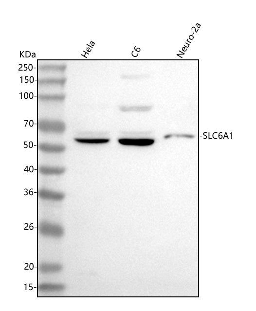 Anti-GAT1/SLC6A1 Antibody Picoband®