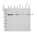 Anti-GABA Transporter 1/GAT 1/SLC6A1 Antibody Picoband®