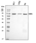 Anti-CSDE1/NRU Antibody Picoband®
