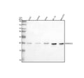 Anti-RARRES3/PLAAT4 Antibody Picoband®