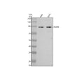 Anti-PDE8B Antibody Picoband®