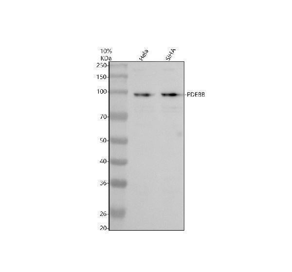 Anti-PDE8B Antibody Picoband®