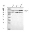 Anti-FXR2 Antibody Picoband®