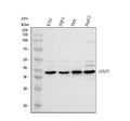 Anti-DAP3 Antibody Picoband®