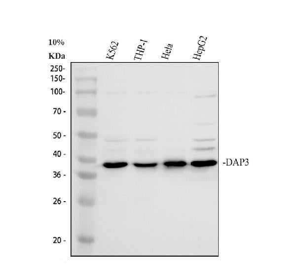 Anti-DAP3 Antibody Picoband®