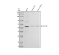 Anti-DCR2/TNFRSF10D Antibody Picoband®