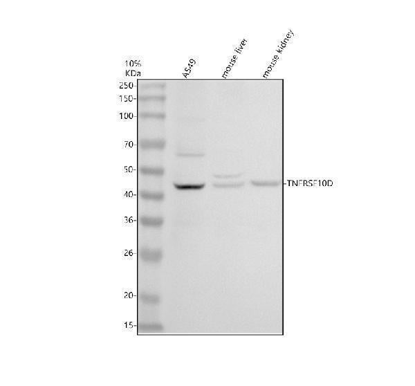 Anti-DCR2/TNFRSF10D Antibody Picoband®