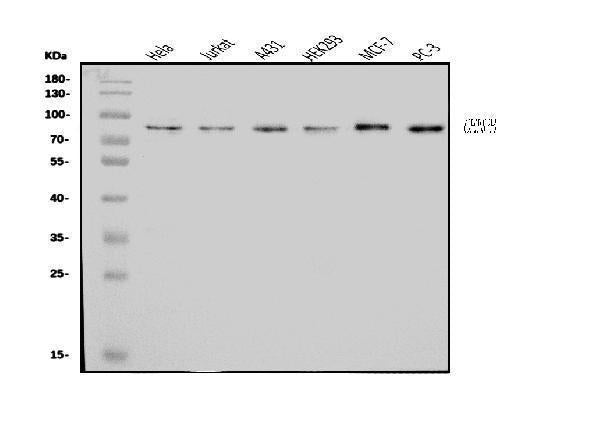 Anti-CENPB Antibody Picoband®