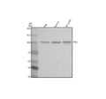 Anti-HK3 Antibody Picoband®