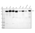 Anti-THRAP3 Antibody Picoband®