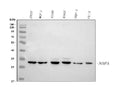 Anti-Alpha SNAP/NAPA Antibody Picoband®