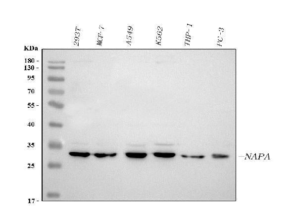 Anti-Alpha SNAP/NAPA Antibody Picoband®