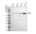 Anti-Plakophilin 3/PKP3 Antibody Picoband®