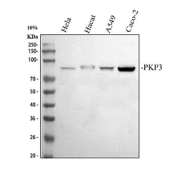 Anti-Plakophilin 3/PKP3 Antibody Picoband®
