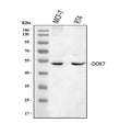 Anti-DOK7 Antibody Picoband®