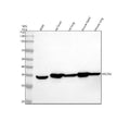 Anti-MEOX2 Antibody Picoband®