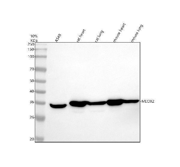 Anti-MEOX2 Antibody Picoband®