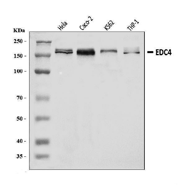 Anti-EDC4 Antibody Picoband®