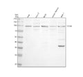 Anti-TPCN2 Antibody Picoband®