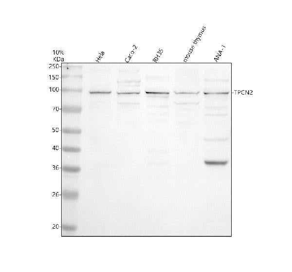 Anti-TPCN2 Antibody Picoband®