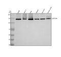 Anti-SUPT16H Antibody Picoband®