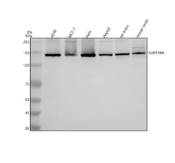 Anti-SUPT16H Antibody Picoband®