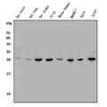 Anti-CTHRC1 Antibody Picoband®