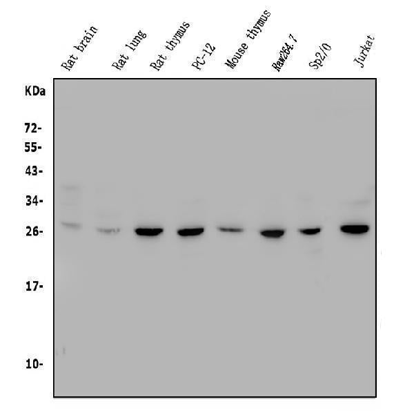 Anti-CTHRC1 Antibody Picoband®