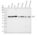 Anti-CLK2 Antibody Picoband®