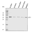 Anti-Azurocidin/AZU1 Antibody Picoband®
